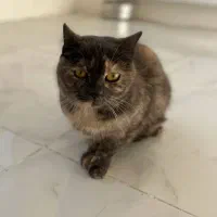 گربه اسکاتیش انفولد|گربه|مشهد, کوثر|دیوار