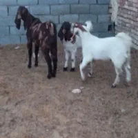 یک کولار پاکستانی اصل یک ساله آبستن بادوتا بزغاله|حیوانات مزرعه|ملک‌آباد, |دیوار