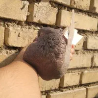 ماده قهوه ایی دم سفید ۱۶ پر دم