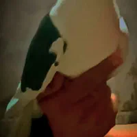 جفت کفتر نر و ماده