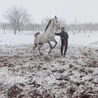 مادیان کرد ۶ ساله