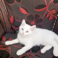 واگذاری گربه نژاد|گربه|رفسنجان, |دیوار