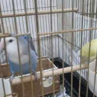 جفت مولد طوطی برزیلی -کوتوله