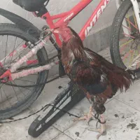 خروس