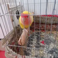 یه جفت کوتوله با تخم