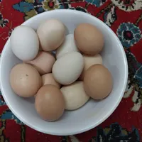 مرغ و خروس محلی|حیوانات مزرعه|مشهد, خواجه ربیع|دیوار