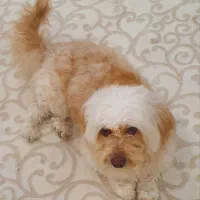 شیتزو نر قیمت ۲ میلیون