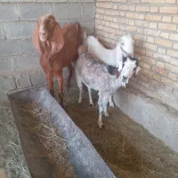 فروش بز|حیوانات مزرعه|بندر ماهشهر, |دیوار