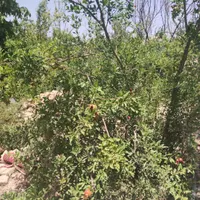 فروش باغچه /مهرچین/سند تک برگ /قابل ساخت /|فروش زمین و ملک کلنگی|کرج, شهر جدید اندیشه|دیوار