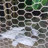 کفتر پرشی|پرنده|مهریز, |دیوار