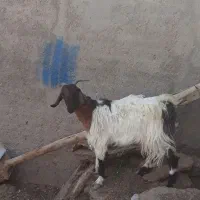 کهره|حیوانات مزرعه|حمیدیا, |دیوار