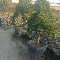 کاج ستاره ای و مورت|گل و گیاه طبیعی|کرج, ملک‌آباد|دیوار