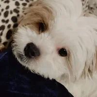 واگذاری شیتزوسوپرفلت اصیل|سگ|قدس, شهرقدس|دیوار