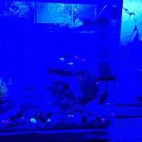 آکواریوم شیشه خم در حد نو به علت کمبودجا با  وسیله|ماهی|پاکدشت, پاکدشت (مامازند)|دیوار