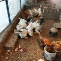 تخم نطفه دارمرغ برهما|حیوانات مزرعه|نجفآباد, صالح آباد|دیوار