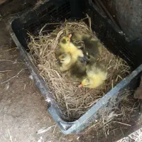 جوجه غاز محلی (کوچصفهان)