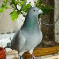 کبوتر پلاکی