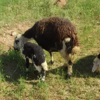 3عددمیش ویک بره نر روستای کرکیخان