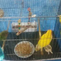 پرنده|پرنده|ملارد, |دیوار