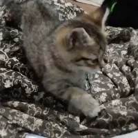۵عدد بچه گربه ی شیرخوار به همراه مادر