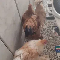 دو خروس برهما قشنگترین نژاد و یک مرغ سلطان پنج ماه