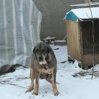 پیش فروش پژدرهای حرفه ای