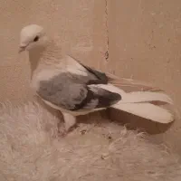 نردوکت سبز پرشی بازی دار