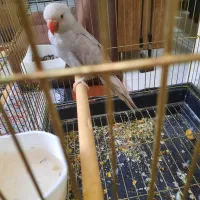 طوطی ملنگوی طوسی|پرنده|بروجرد, |دیوار