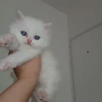 پرشین عروسکی و پا کوتاه