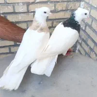 یک جفت طوقی