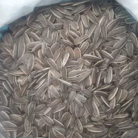 تخمه آفتابگردان خام s400