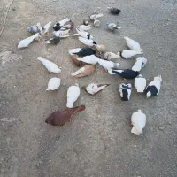 کفتر