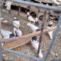 کبوتر طوقی|پرنده|تفت, |دیوار