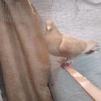 کبوتر زرد  ساعت