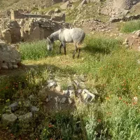 اسب|اسب و تجهیزات اسب‌سواری|مرند, |دیوار