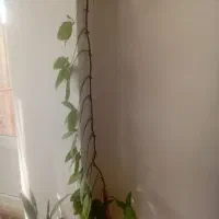 گل زیبا برای کنار پنجره|گل و گیاه طبیعی|قروه, |دیوار