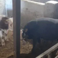 گوساله نرسیمینتال|حیوانات مزرعه|اسدآباد, |دیوار