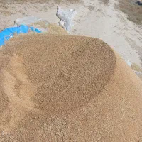 گندم دیم کاه دیم