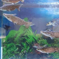 ماهی آکواریومی