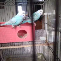 مرغ عشق جفت دوبارجوجه دادن