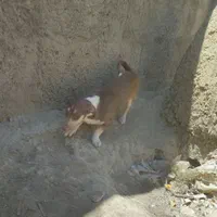 سگ پاکوتا