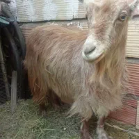 بز چاق با کره نر