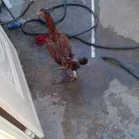 مرغ بیرانشهر|حیوانات مزرعه|بیرانوند, |دیوار