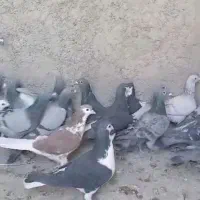 کبوتر پلاکی|پرنده|مشهد, آزادشهر|دیوار