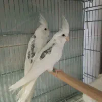 عروس هلندی جفت نروماده آلبینو دوکت پروانه مشکی