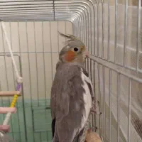 دو عدد عروس هلندی جفت