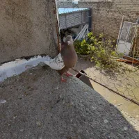 کبوتر گرفتنی زوربونی|پرنده|فسا, |دیوار