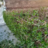 بریدن انواع درختان ونخل هرسکاری اره بالابر چمن نی|خدمات باغبانی و درختکاری|اهواز, پادادشهر|دیوار