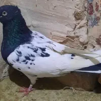 کله سیاه نر