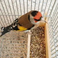 سهره دورگ|پرنده|شیراز, گویم|دیوار